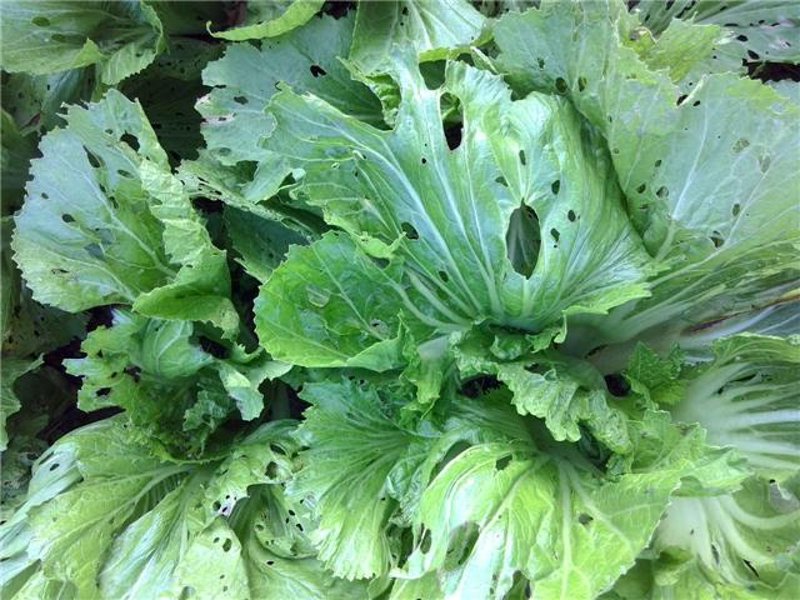 有机农产品的含义到底是什么呢？这不仅是农民关注的问题，也是消费者日益关心的话题。