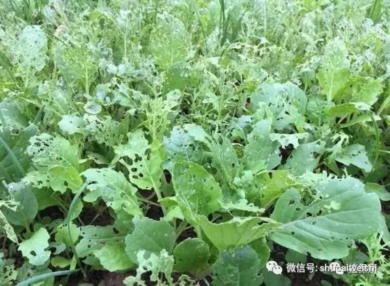 无农药蔬菜